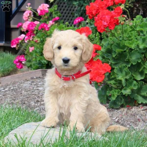 Katrina, Mini Goldendoodle Puppy